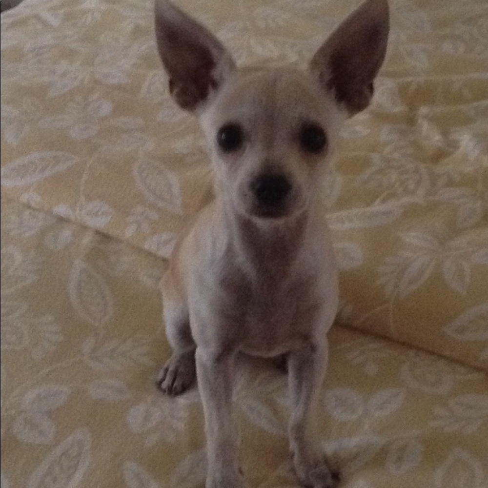 My Chi BUNNY - Picture 2 of 3